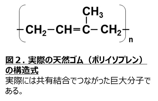 図２. 実際の天然ゴム（ポリイソプレン）の構造式
実際には共有結合でつながった巨大分子である。